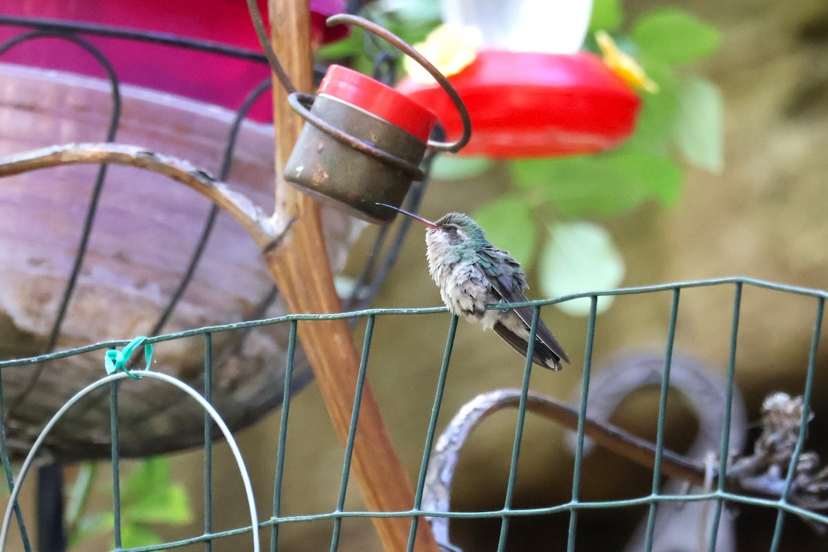 Broad-billed Hummingbird - ML619583336