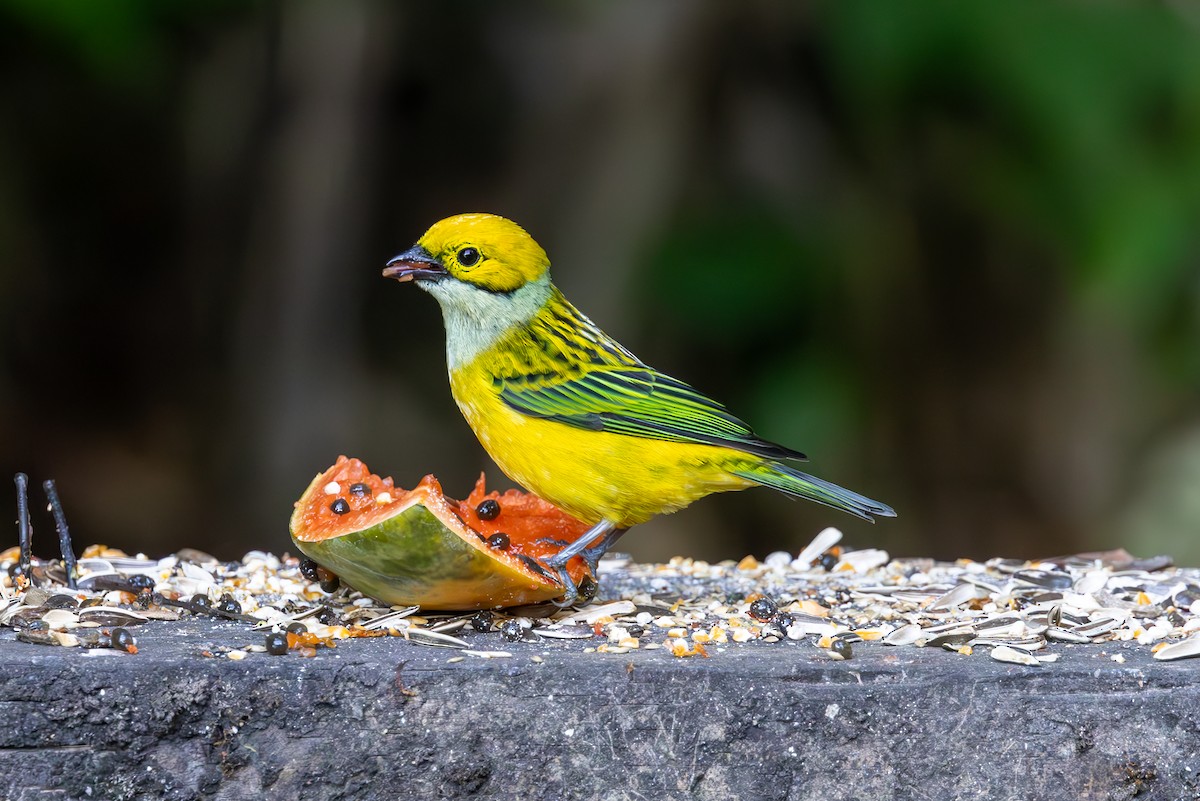 Silver-throated Tanager - ML619583341