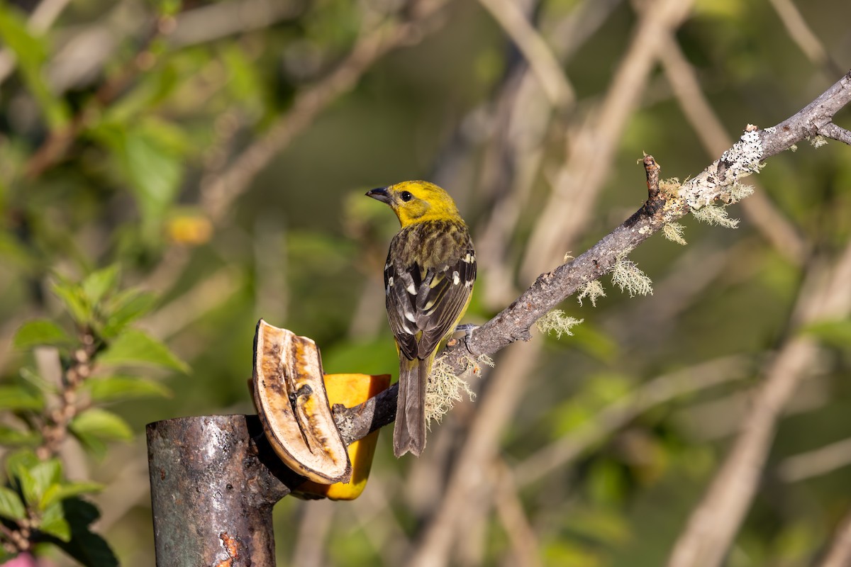 Silver-throated Tanager - ML619583342