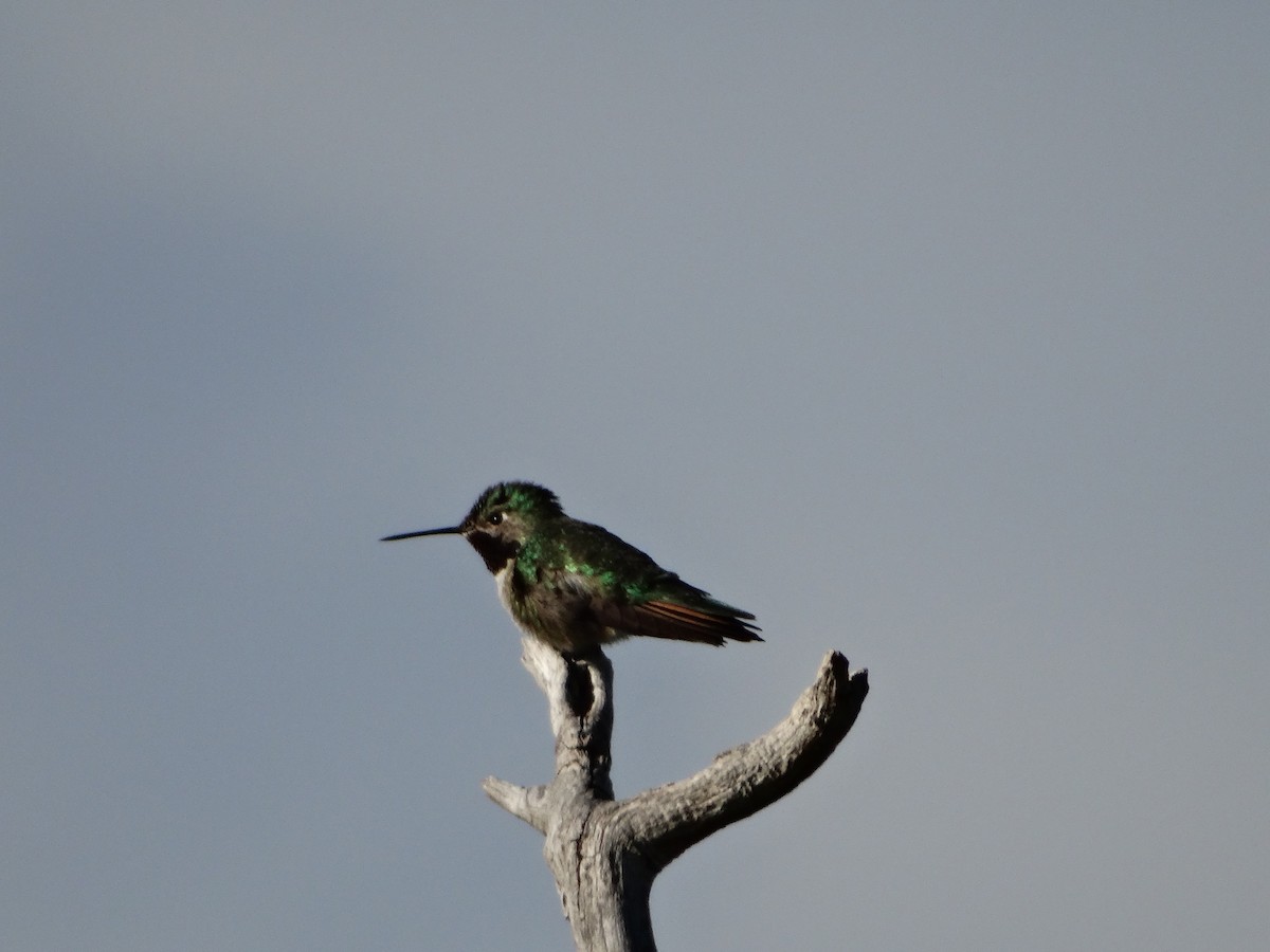 Broad-tailed Hummingbird - ML619583353