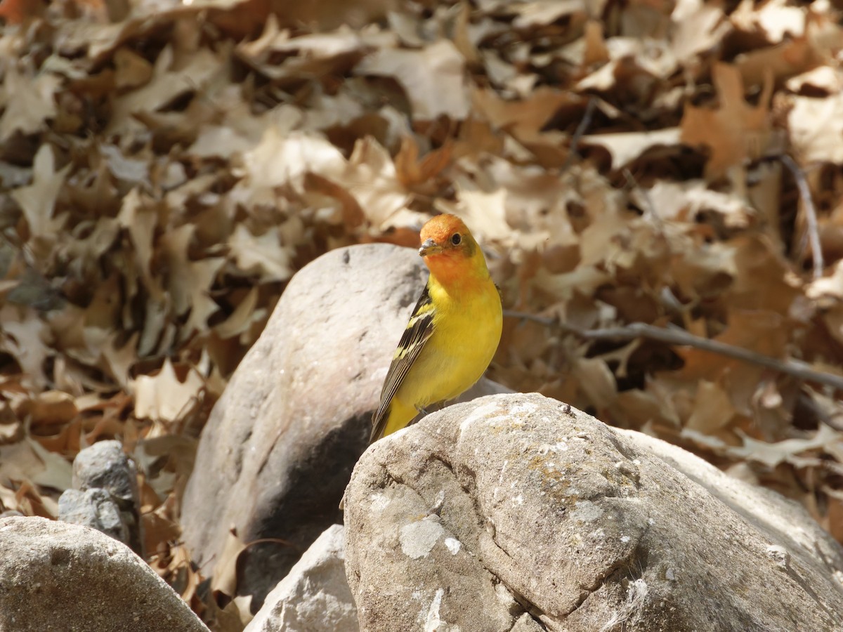 Western Tanager - ML619583362
