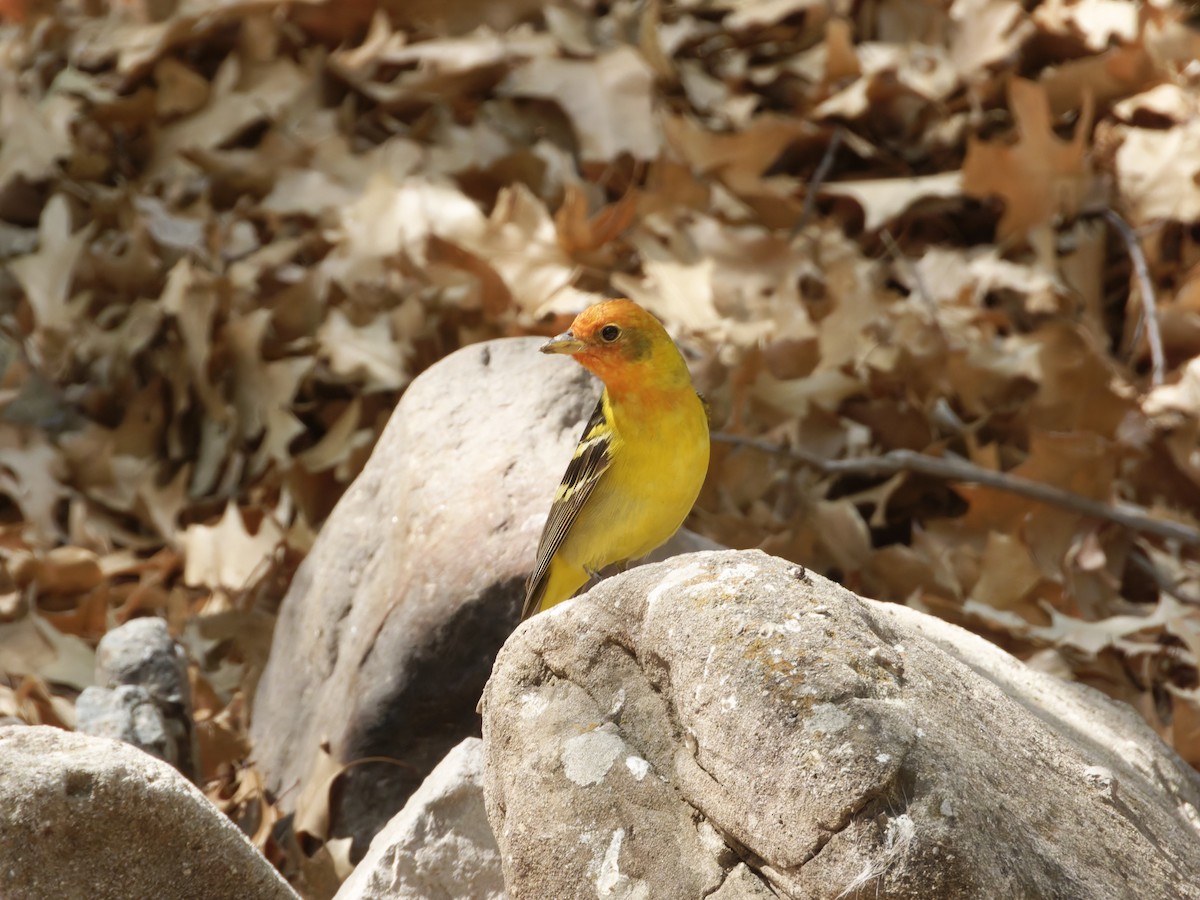 Western Tanager - ML619583363