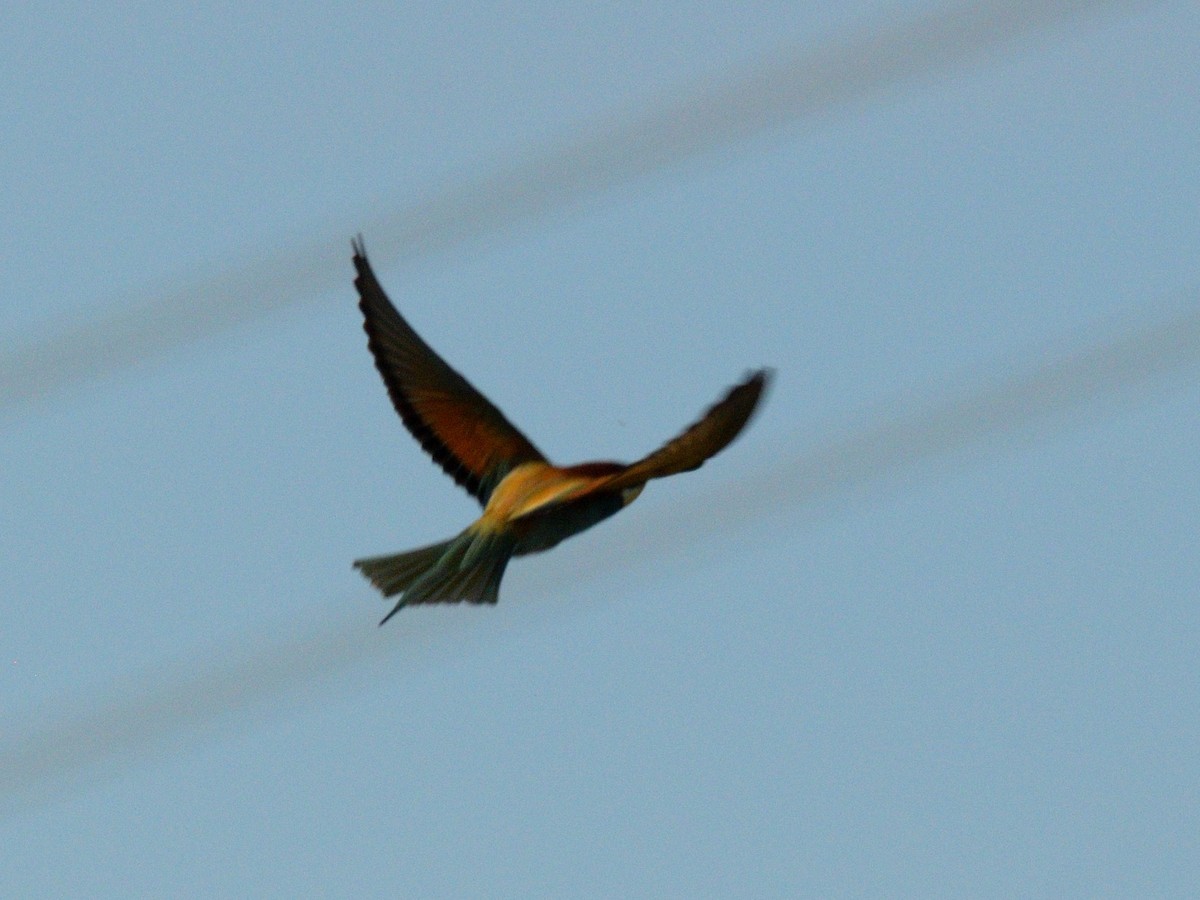 European Bee-eater - ML619583366