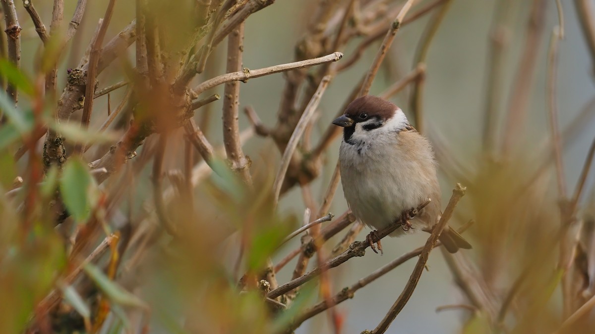 Eurasian Tree Sparrow - ML619583367
