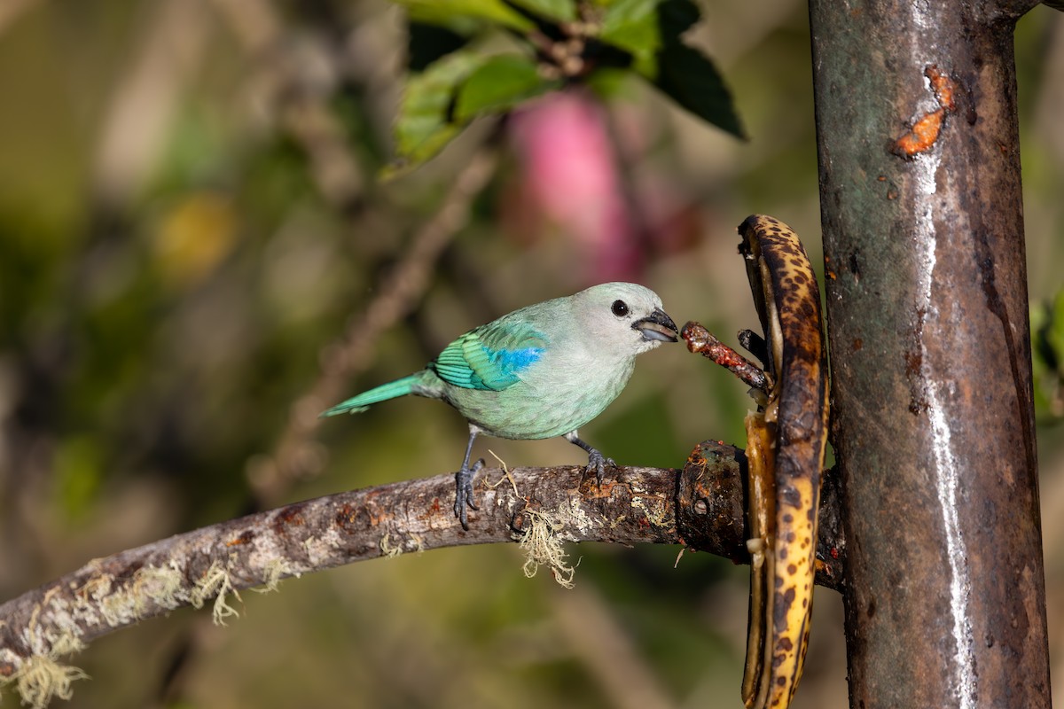 Blue-gray Tanager - ML619583373