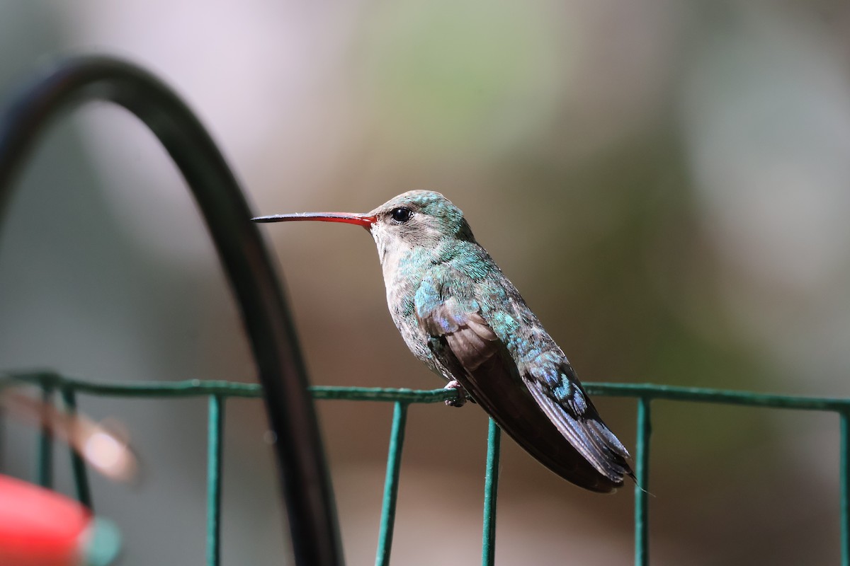 Broad-billed Hummingbird - ML619583381