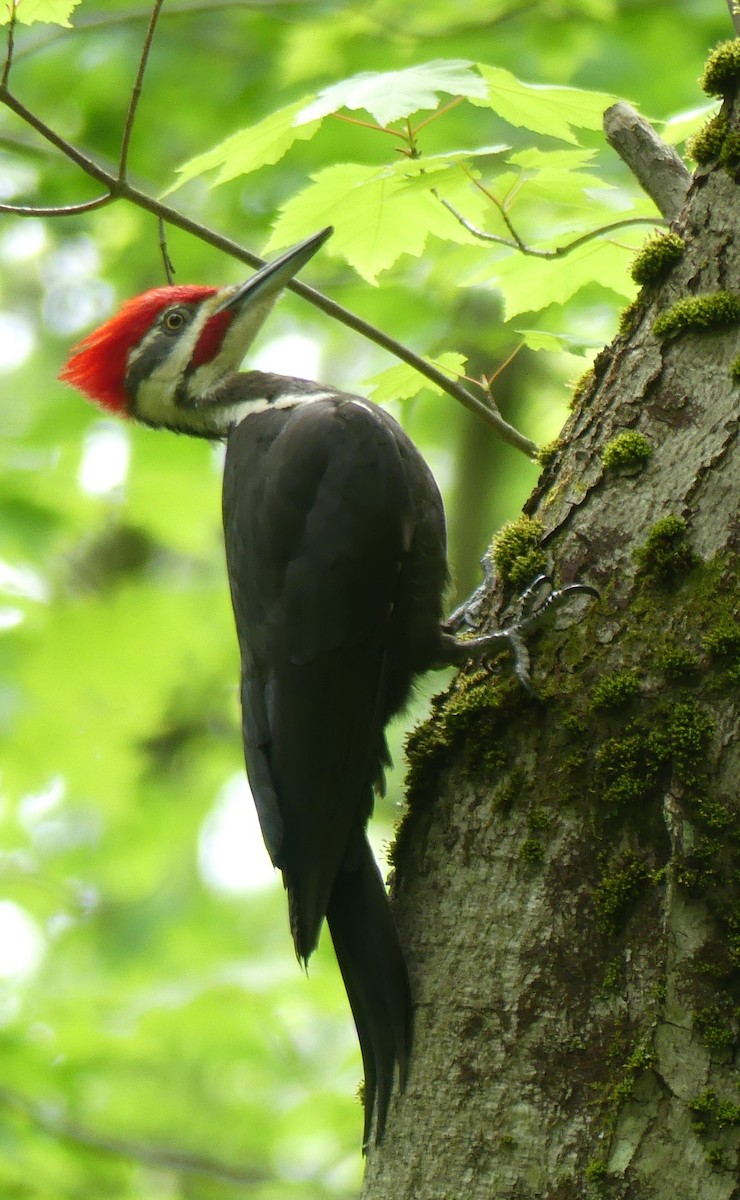 Pileated Woodpecker - ML619583429