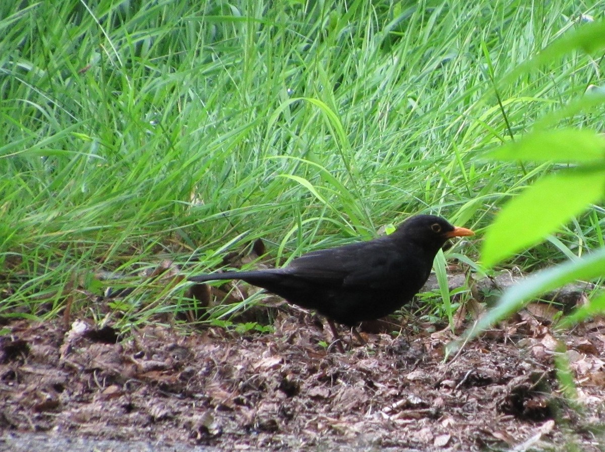 Eurasian Blackbird - ML619583460