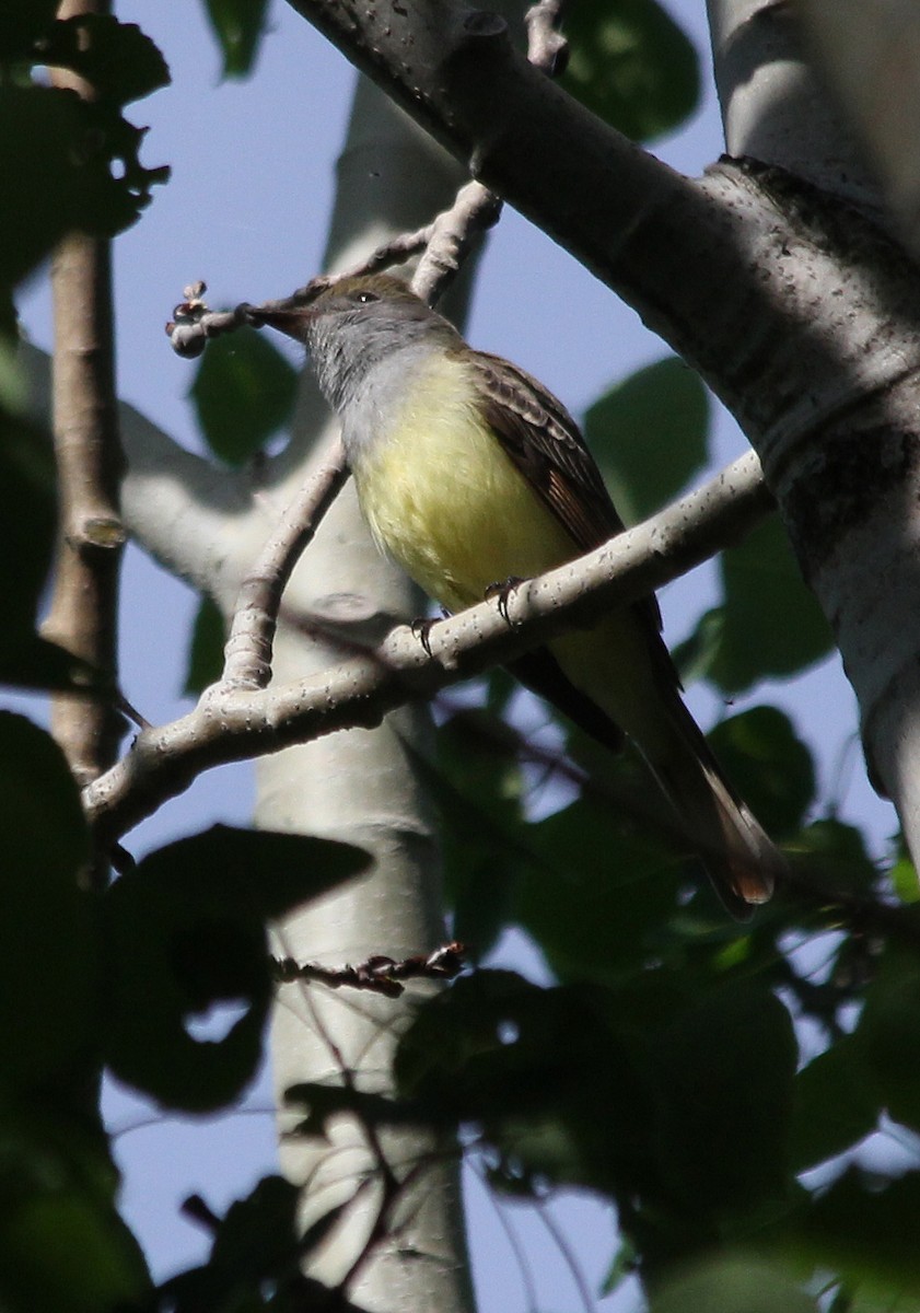 Great Crested Flycatcher - ML619583505