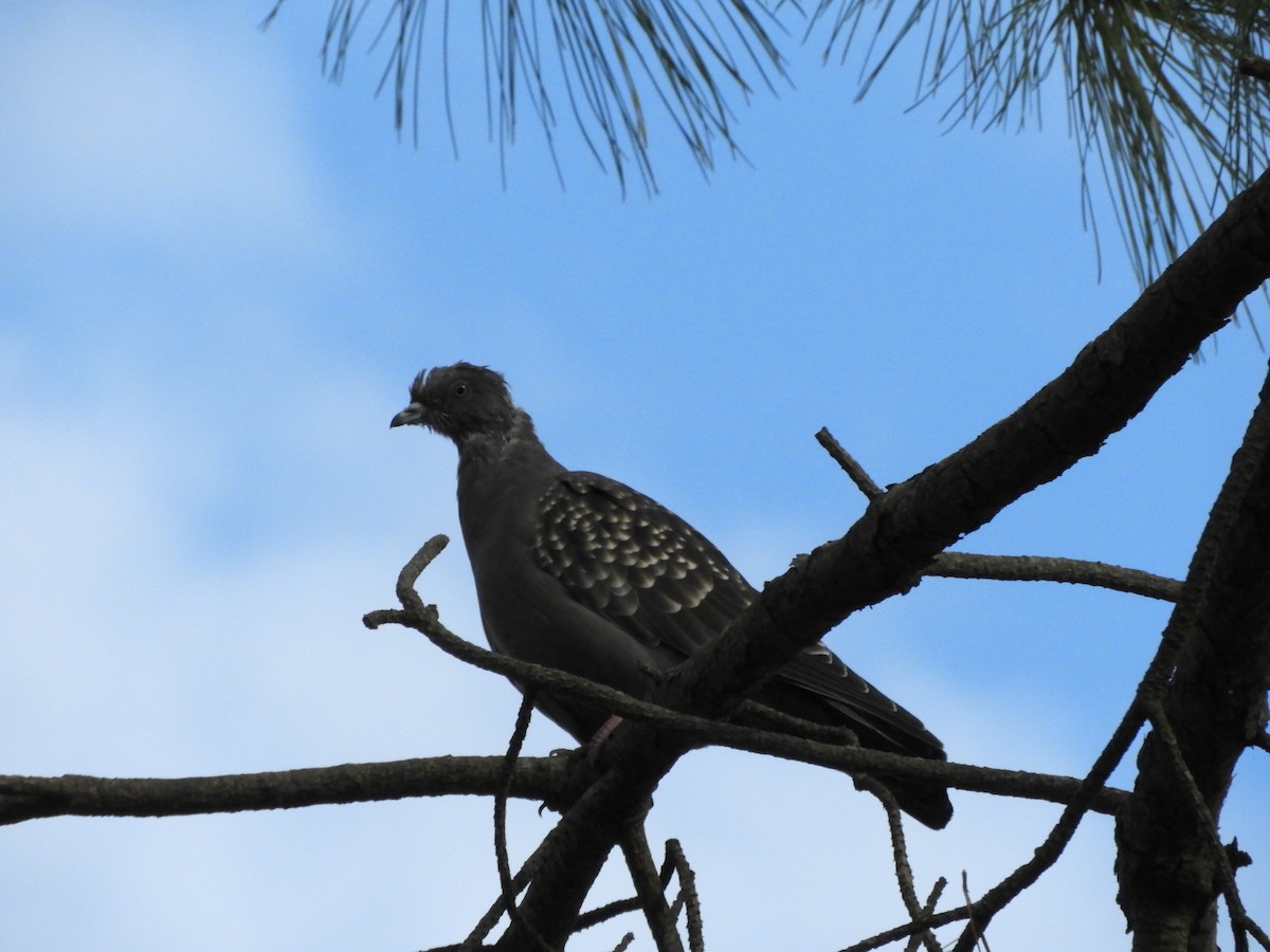Spot-winged Pigeon - ML619583508