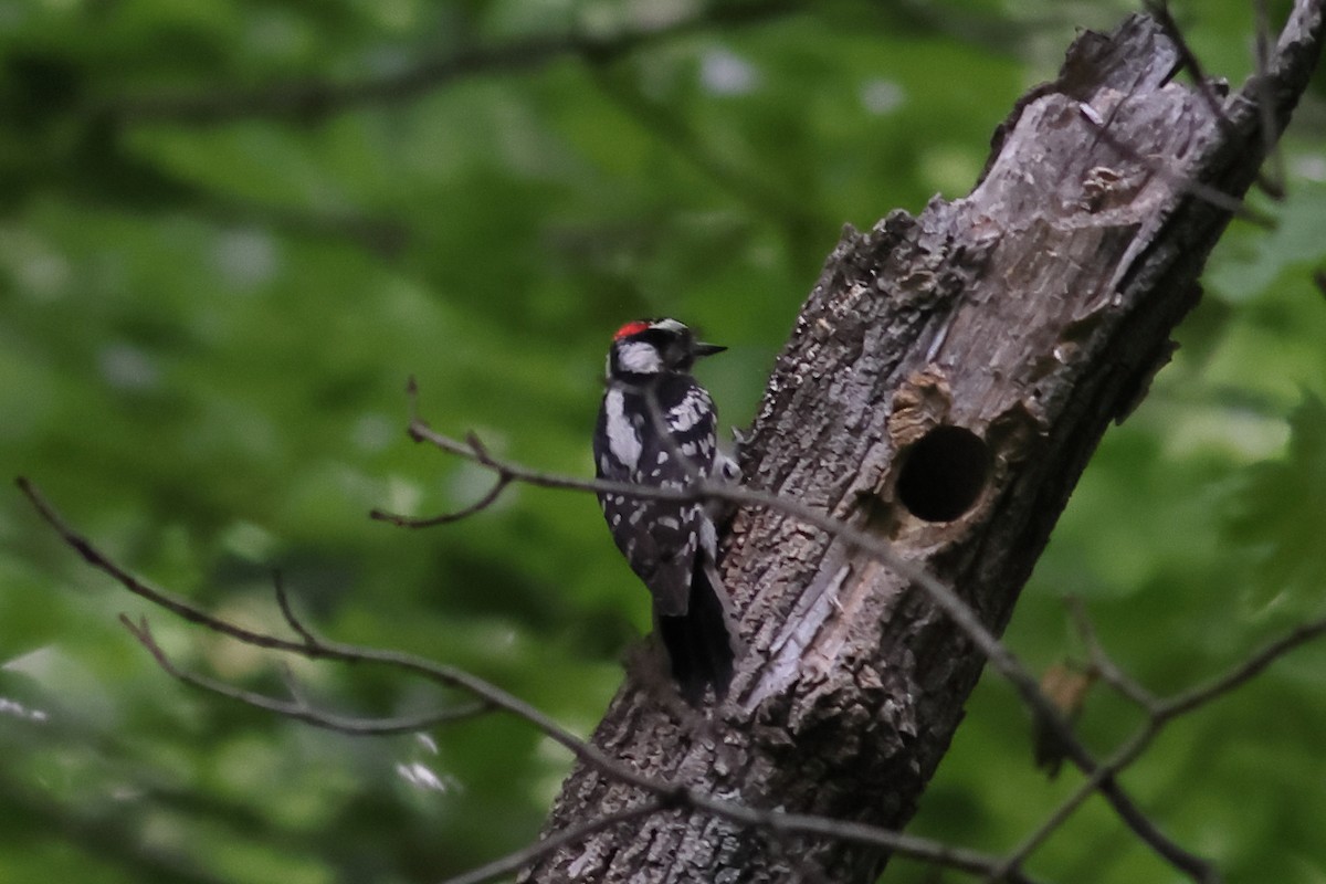 Downy Woodpecker - ML619583528