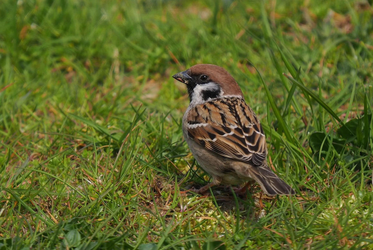 Eurasian Tree Sparrow - ML619583529