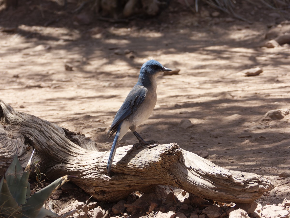 Mexican Jay - ML619583542