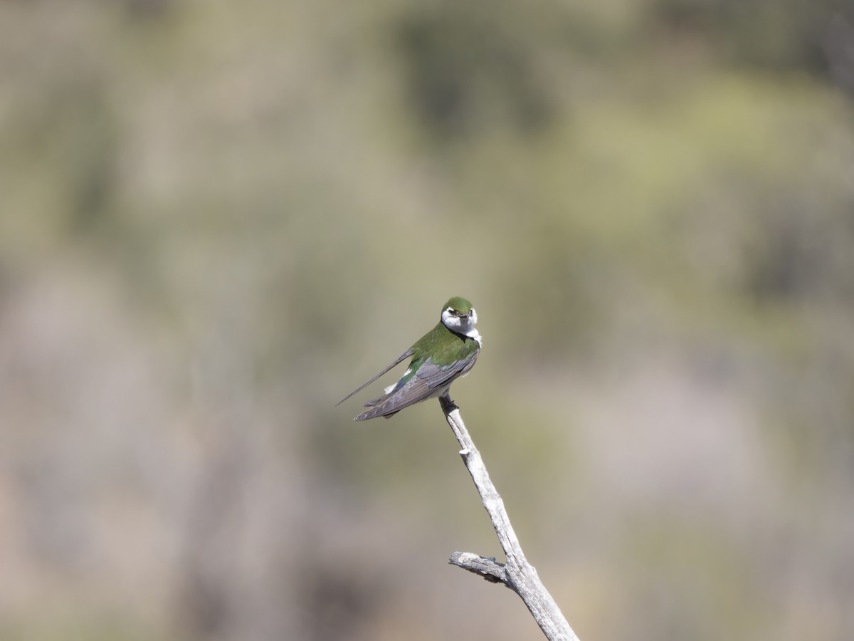 Violet-green Swallow - ML619583565