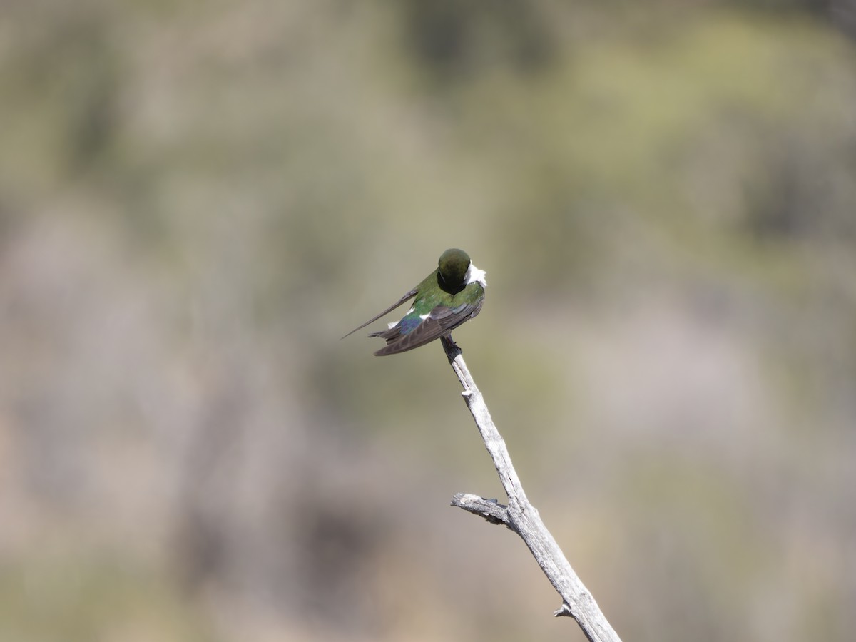 Violet-green Swallow - ML619583566