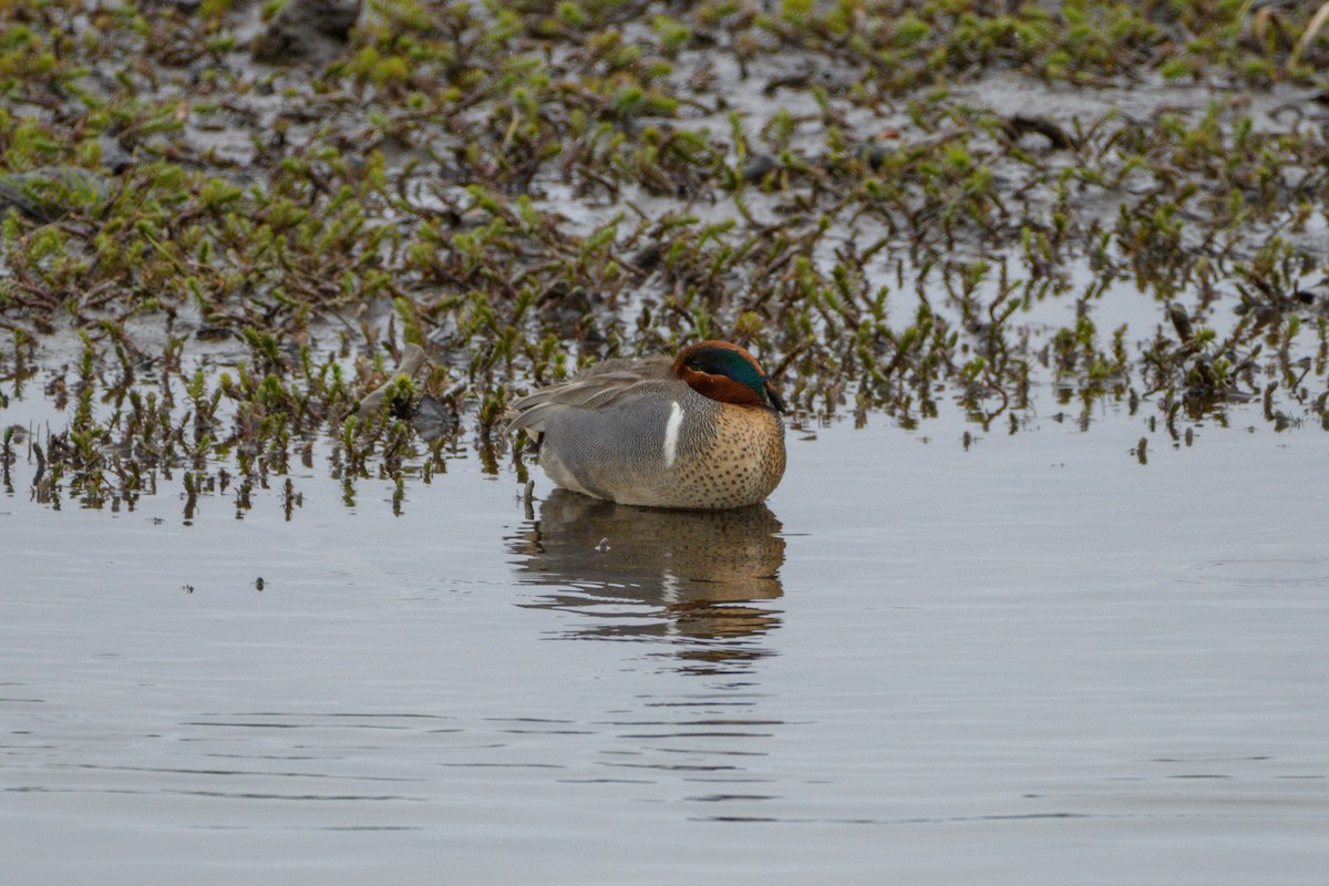 Green-winged Teal - ML619583587