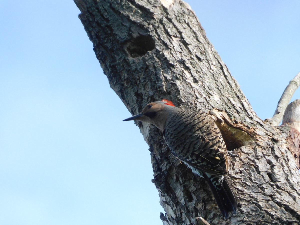 Northern Flicker (Yellow-shafted) - ML619583604