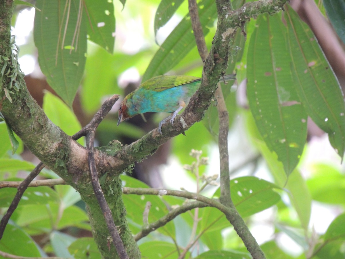 Bay-headed Tanager - ML619583615