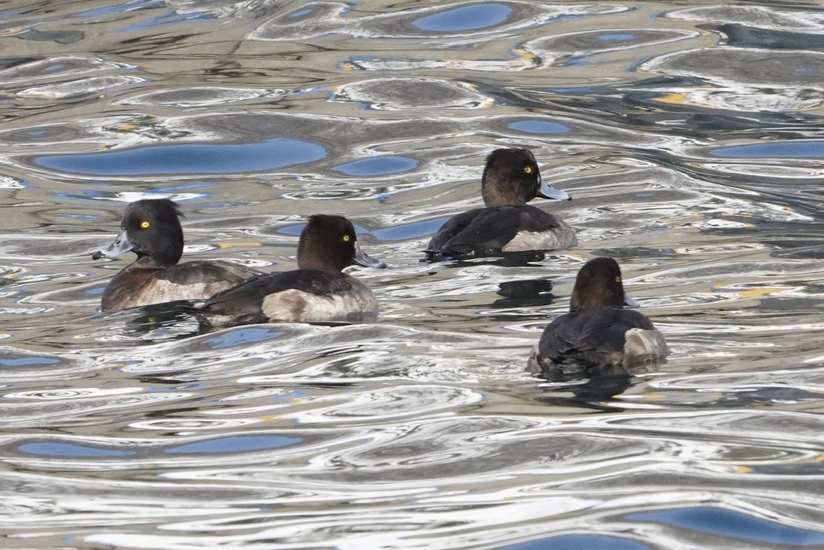 Tufted Duck - ML619583680