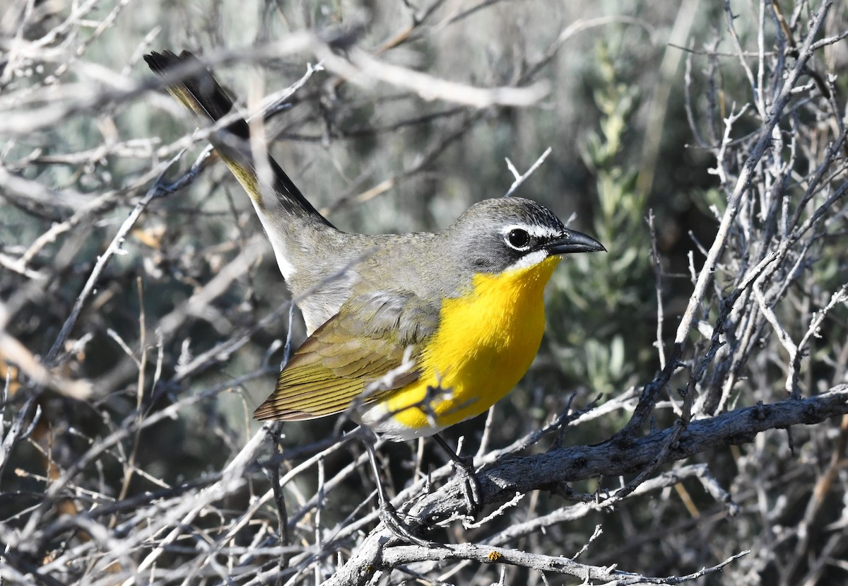 Yellow-breasted Chat - ML619583734