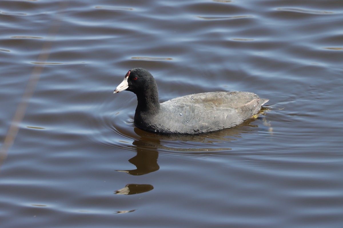 American Coot (Red-shielded) - ML619583752