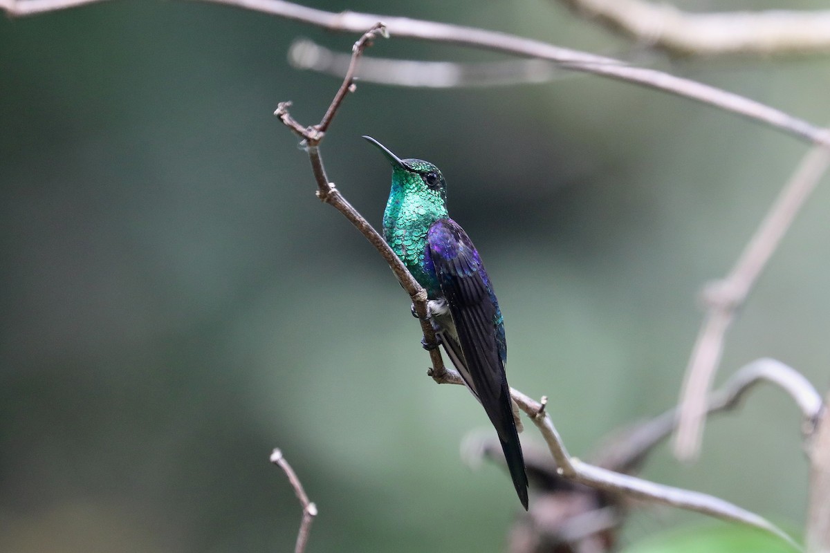 kolibřík pralesní - ML619583790