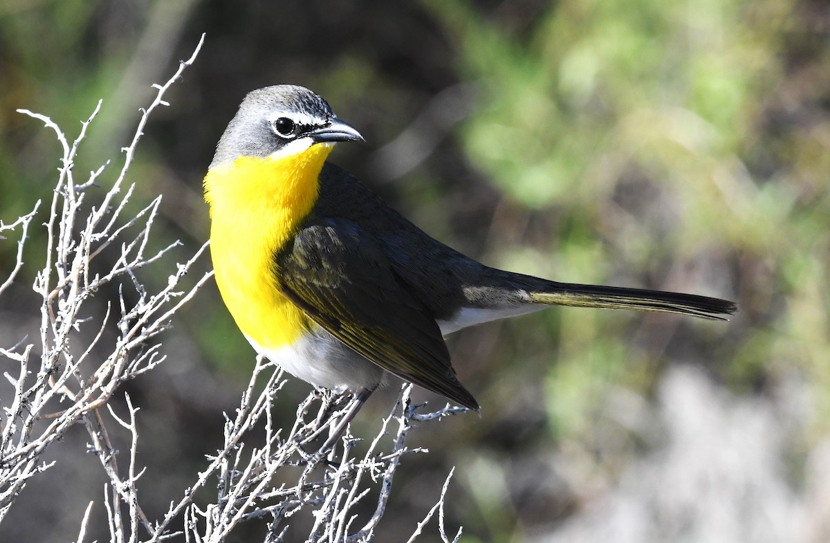 Yellow-breasted Chat - ML619583813