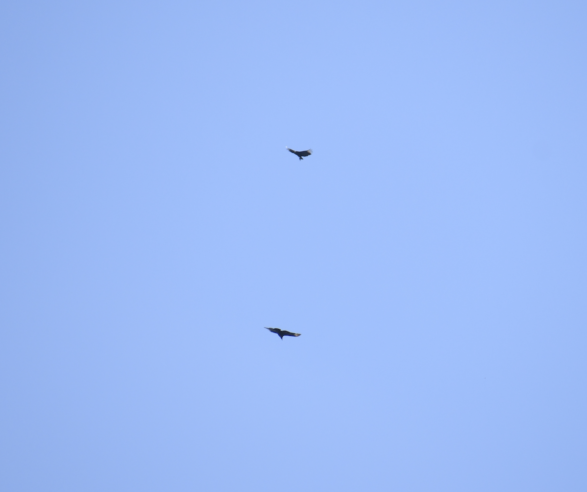 Black Vulture - ML619583816