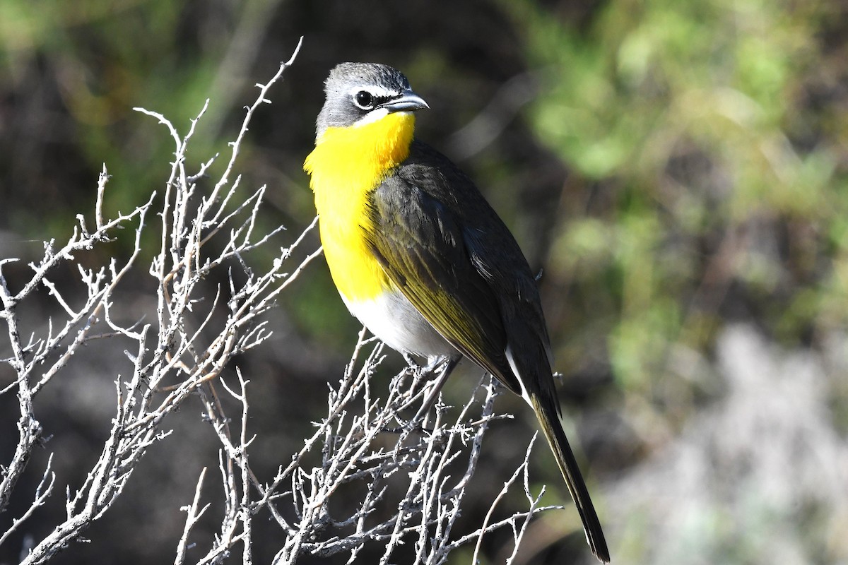 Yellow-breasted Chat - ML619583878