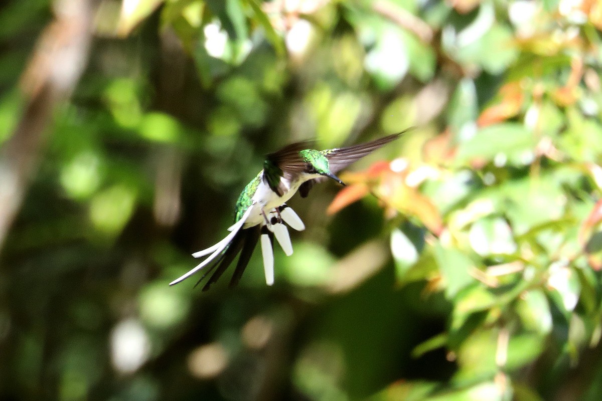 kolibřík černouchý - ML619583891