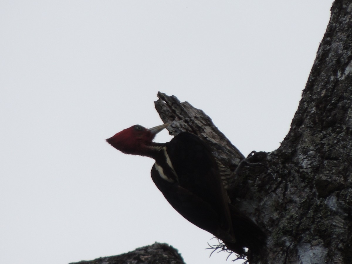 Pale-billed Woodpecker - ML619583910
