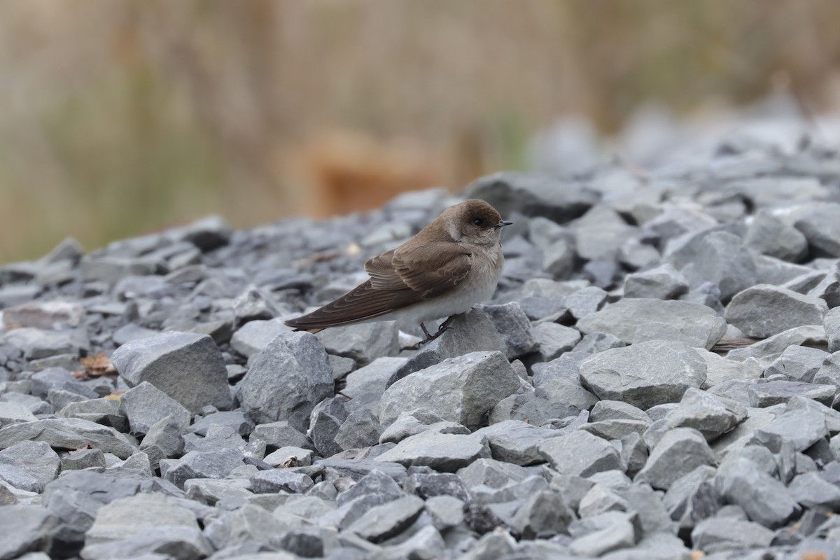 Northern Rough-winged Swallow - ML619583913