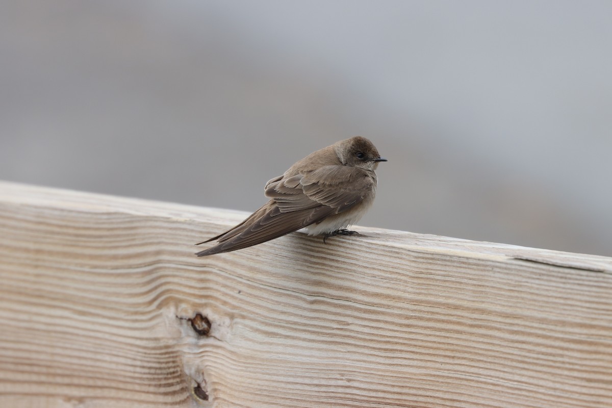 Northern Rough-winged Swallow - ML619583914