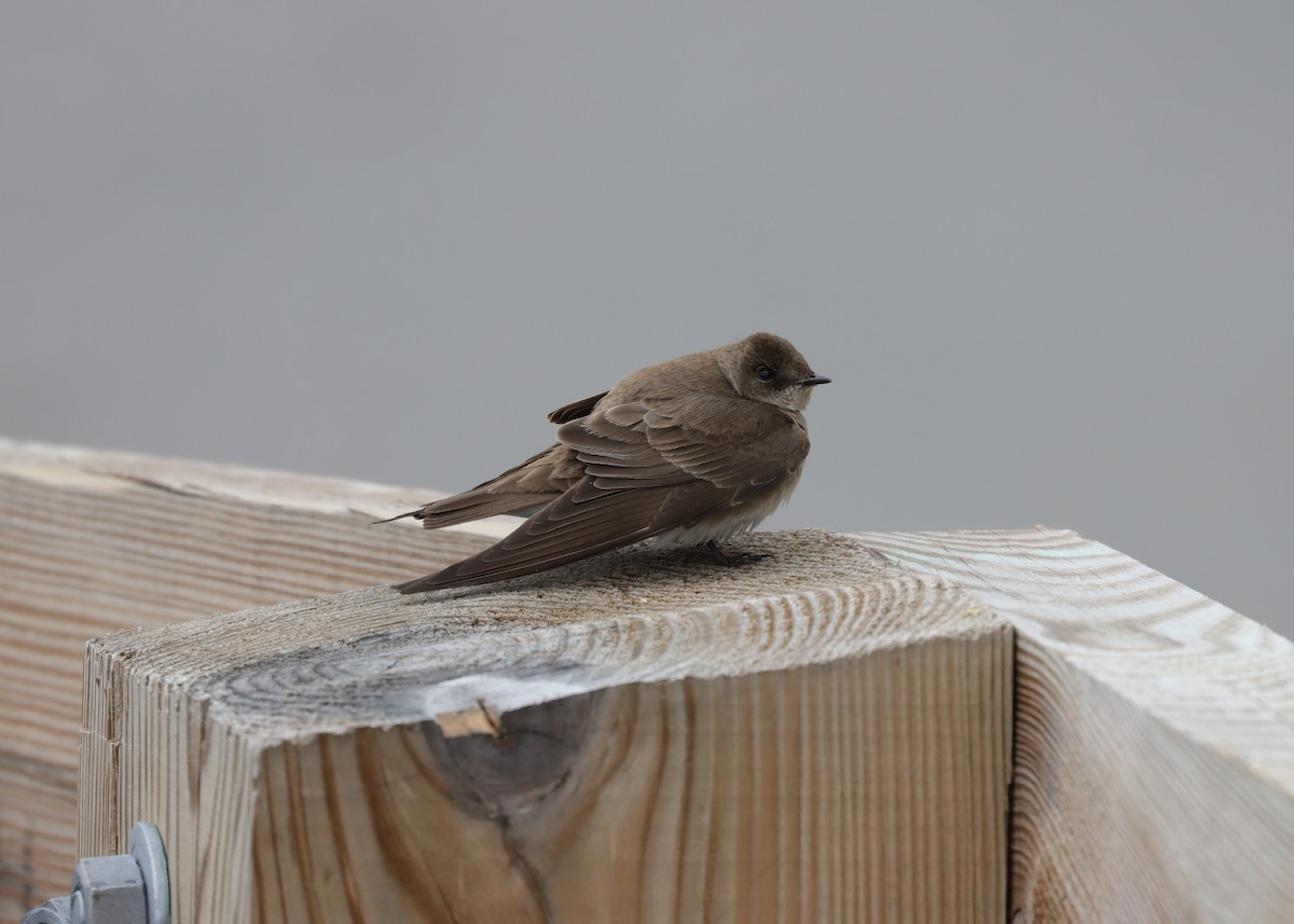 Northern Rough-winged Swallow - ML619583915