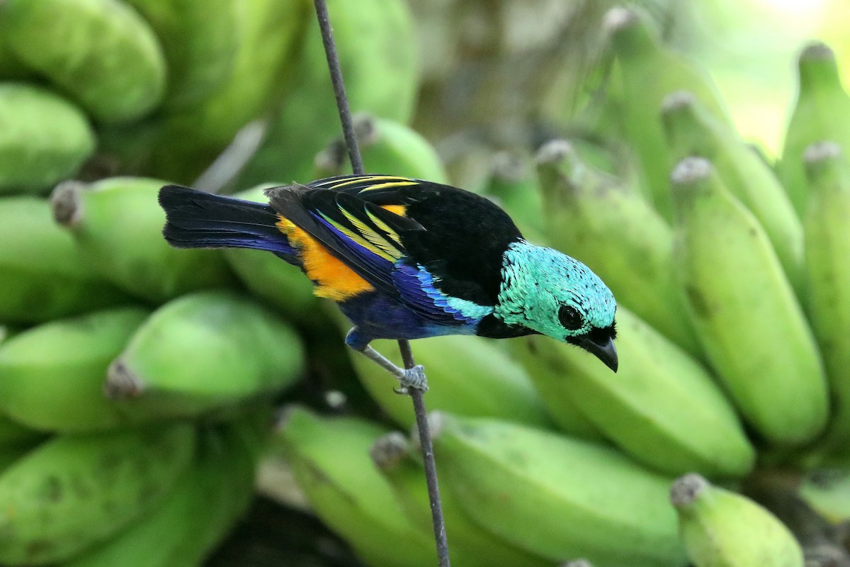Seven-colored Tanager - ML619583951