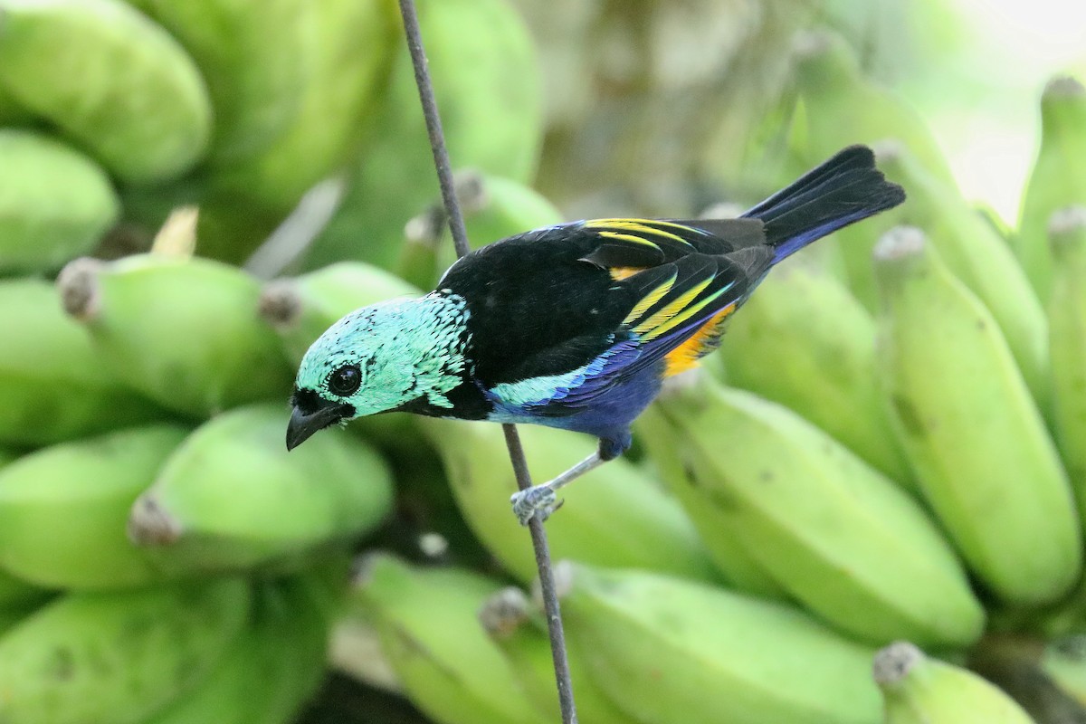 Seven-colored Tanager - ML619583952