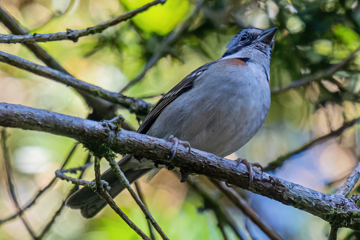 Rufous-collared Sparrow - ML619583963
