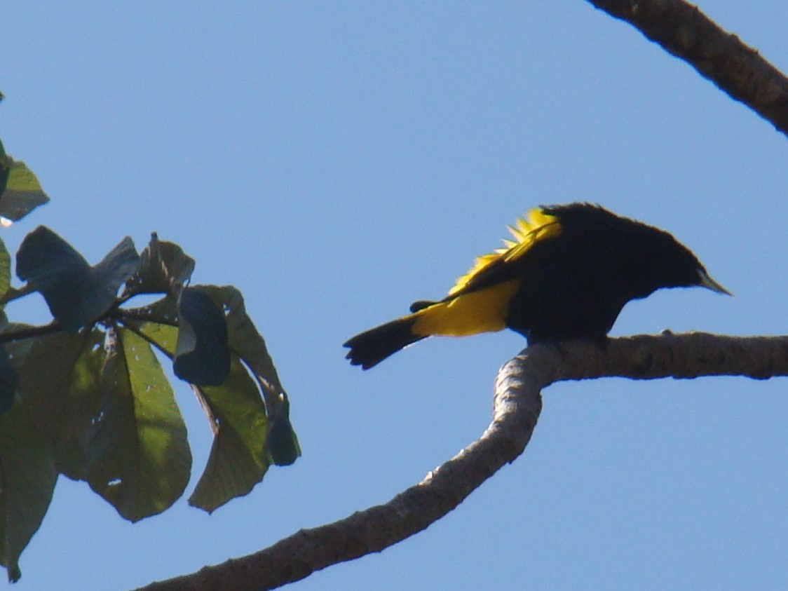 Yellow-rumped Cacique - ML619583985
