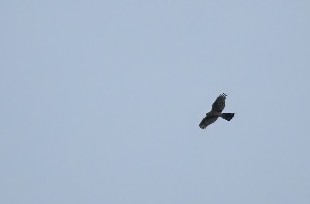 Eurasian Sparrowhawk - ML619584022
