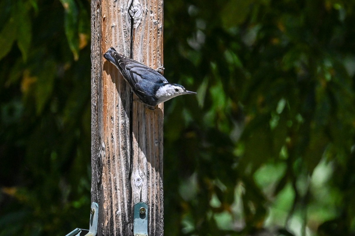 White-breasted Nuthatch - ML619584044