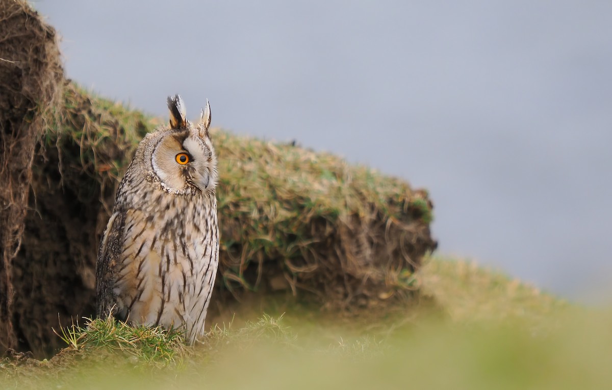 Long-eared Owl - ML619584064