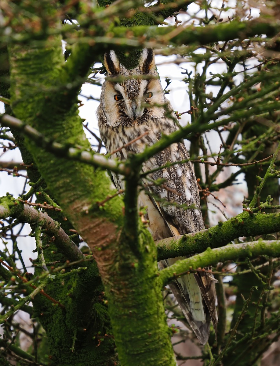 Long-eared Owl - ML619584065