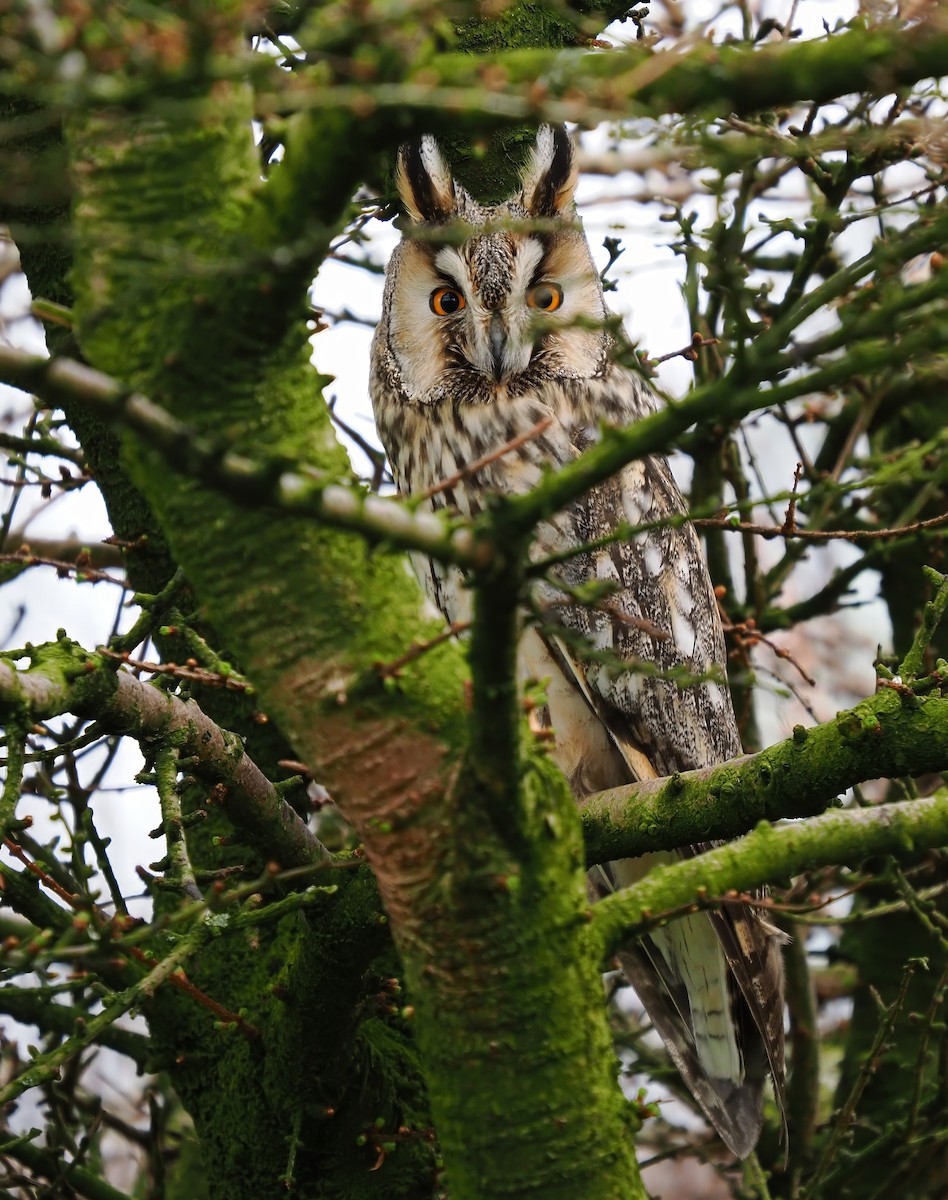 Long-eared Owl - ML619584066