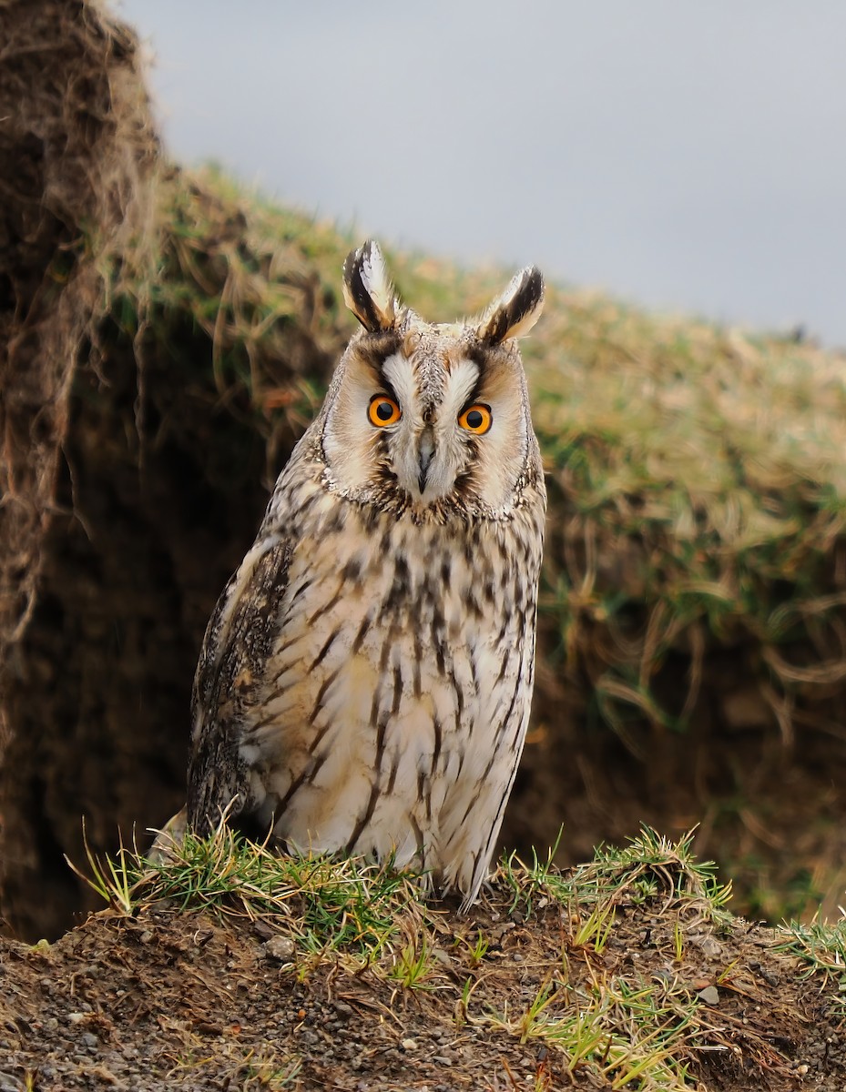 Long-eared Owl - ML619584067