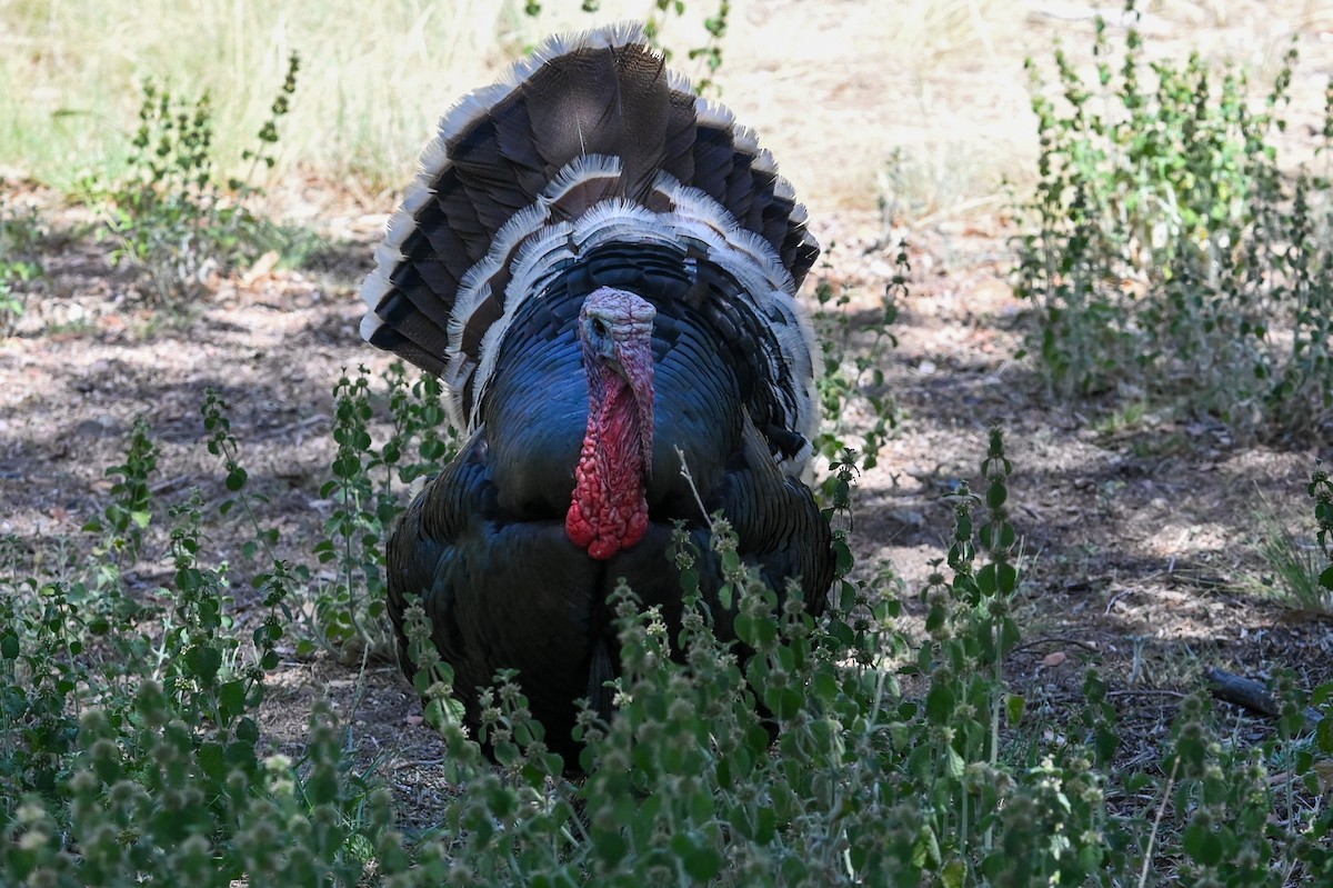 Wild Turkey - ML619584089