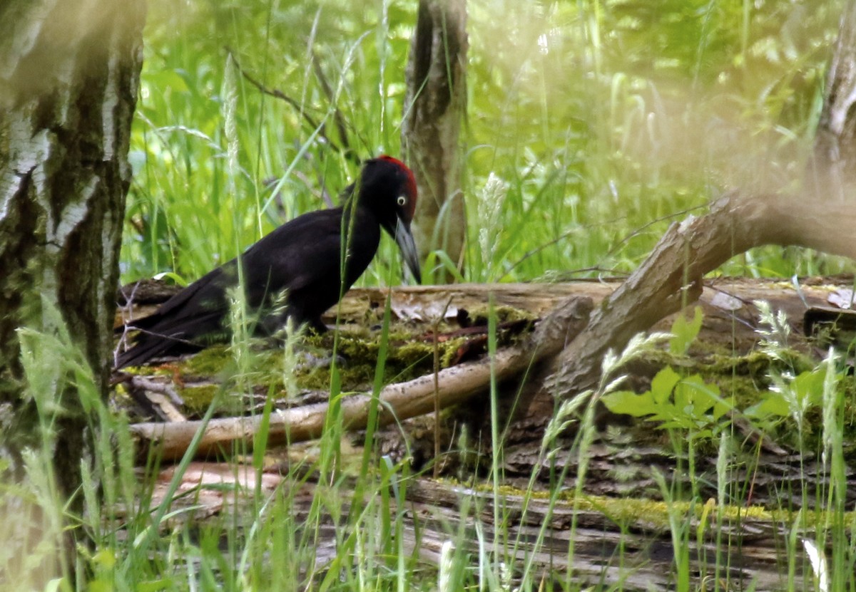 Black Woodpecker - ML619584110