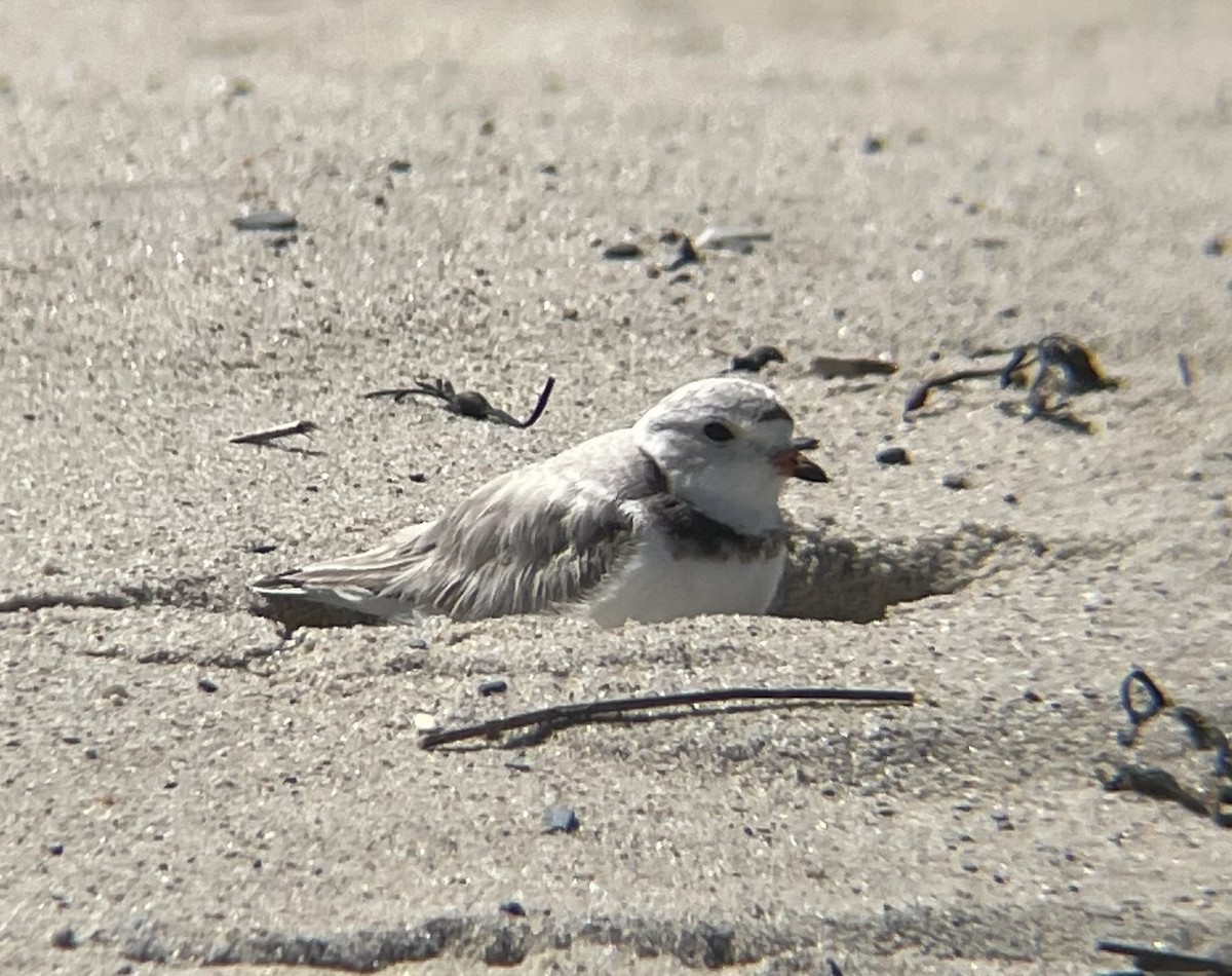 Piping Plover - ML619584119