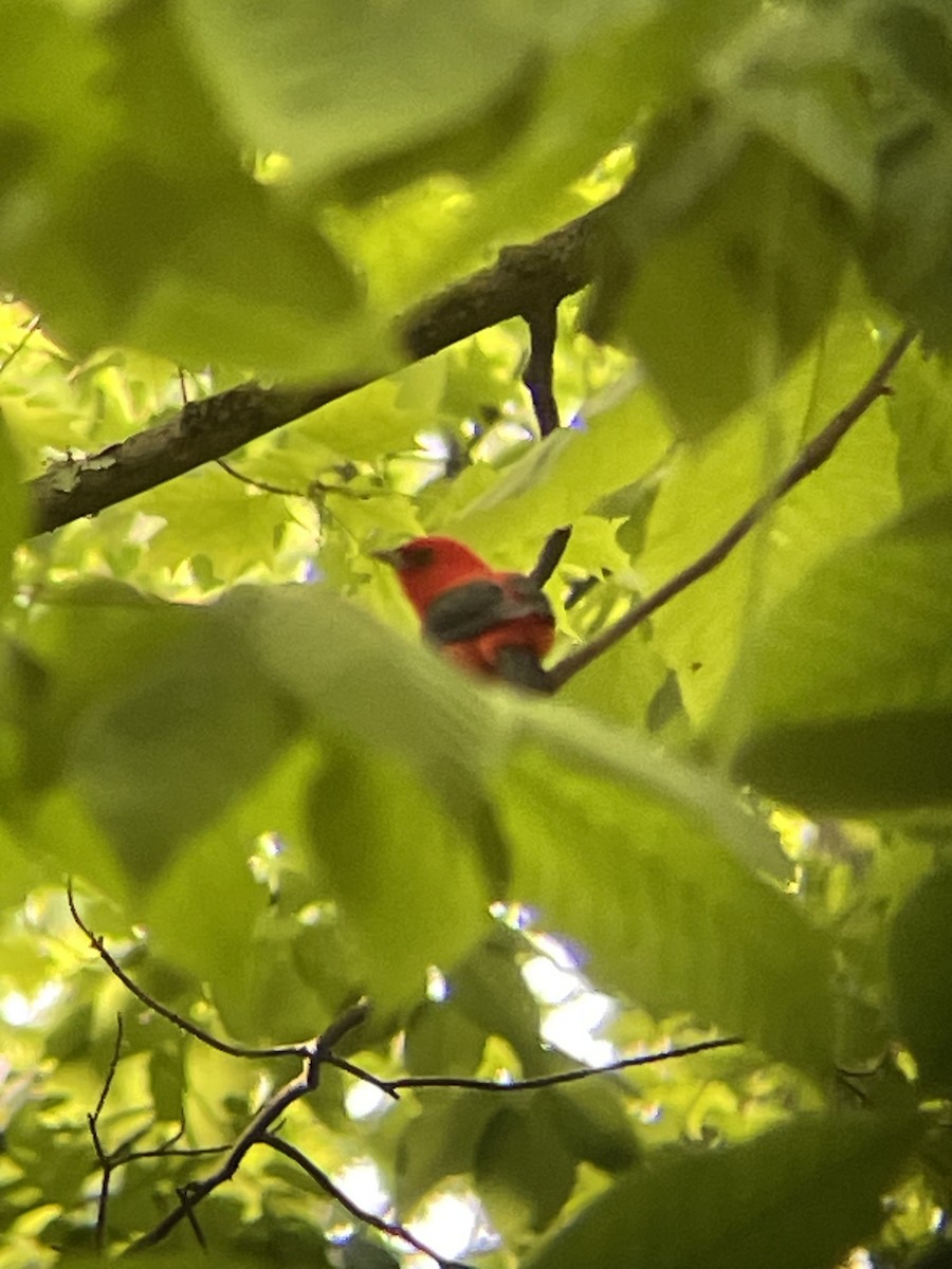 Scarlet Tanager - ML619584127