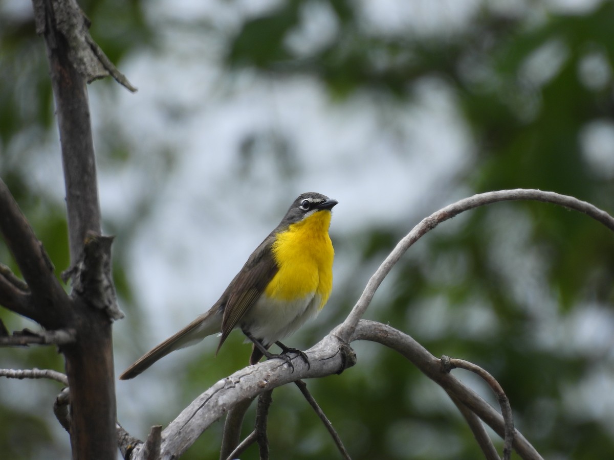 Yellow-breasted Chat - ML619584171