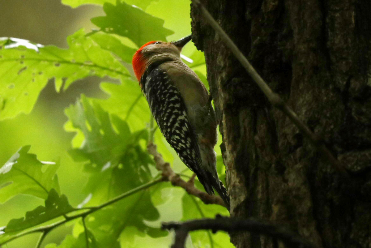 Red-bellied Woodpecker - ML619584193